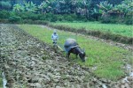 /assets/news/2016_10/cay-dong-dang-buoi-ban-trua.jpg