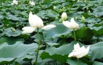 /assets/news/2016_10/la-xanh-bong-trang-lai-chen-nhuy-vang.jpg