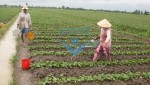 /assets/news/2016_10/thang-chap-la-thang-trong-khoai.jpg