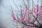 /assets/news/2016_10/thang-hai-tuong-tu-hoa-dao.jpg