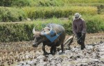 /assets/news/2016_10/trau-oi-ta-bao-trau-nay.jpg