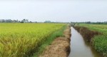 /assets/news/2019_10/canh-dong-lua-chin.jpg