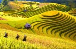 /assets/news/2019_10/ruong-bac-thang-mua-lua-chin.jpg