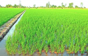 /assets/news/2020_01/ky-thuat-trong-lua-nuoc.jpg