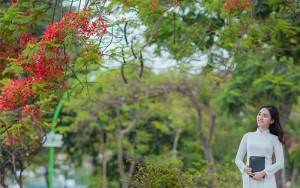 /assets/news/2020_02/bieu-cam-hoa-phuong.jpg