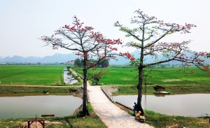 /assets/news/2020_02/hoa-gao-thang-3.jpg