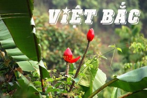 /assets/news/2020_04/viet-bac.jpg