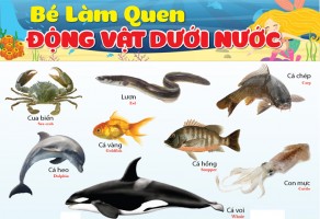 Giáo án mầm non: Kế hoạch chủ đề: Thế giới động vật. Chủ đề nhánh: Con vật sống dưới nước. Ngày: Thứ sáu
