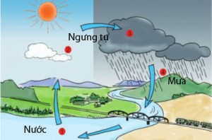 Đề thi cuối học kì 1, môn Khoa học lớp 4
