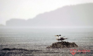 /assets/news/2021_11/mua-xuan-tren-bien.jpg