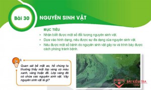 Giải bài tập Khoa học tự nhiên 6, Bài 30. Nguyên sinh vật