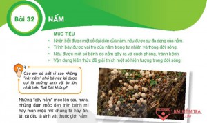 Giải bài tập Khoa học tự nhiên 6, Bài 32. Nấm