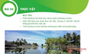 Giải bài tập Khoa học tự nhiên 6, Bài 34. Thực vật