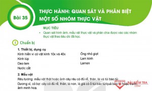 Giải bài tập Khoa học tự nhiên 6, Bài 35: Thực hành: Quan sát và phân biệt một số nhóm thực vật