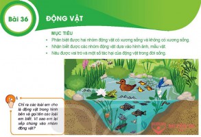 Giải bài tập Khoa học tự nhiên 6, Bài 36. Động vật