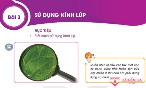 Giải bài tập Khoa học tự nhiên 6, Bài 3: Sử dụng kinh lúp
