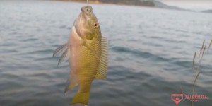 Viết bài văn kể lại một trải nghiệm của em (trải nghiệm đáng nhớ)