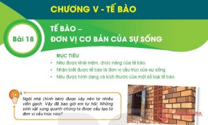 Giải bài tập Khoa học tự nhiên 6, Bài 18. Tế bào – Đơn vị cơ bản của sự sống