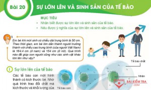 Giải bài tập Khoa học tự nhiên 6, Bài 20: SỰ LỚN LÊN VÀ SINH SẢN CỦA TẾ BÀO