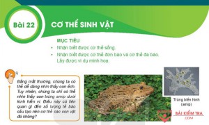 Giải bài tập Khoa học tự nhiên 6, Bài 22. Cơ thể sinh vật