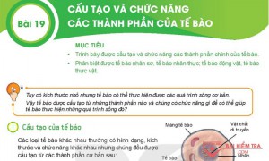 Giải bài tập Khoa học tự nhiên 6, BÀI 19: CẤU TẠO CHỨC NĂNG CỦA CÁC THÀNH PHẦN CỦA TẾ BÀO