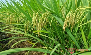 Thuyết minh về cây lúa Việt Nam