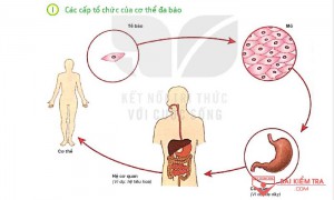 Giải bài tập Khoa học tự nhiên 6, Bài 23: TỔ CHỨC CƠ THỂ ĐA BÀO