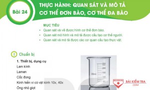 Giải bài tập Khoa học tự nhiên 6, Bài 24: THỰC HÀNH: QUAN SÁT VÀ MÔ CƠ THỂ ĐƠN BÀO VÀ CƠ THỂ ĐA BÀO