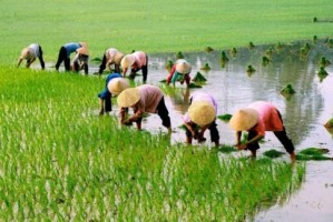 Giải Lịch sử và Địa lý 4 sách Kết nối, bài 2: Thiên nhiên và con người địa phương