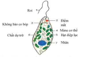Giải Khoa học tự nhiên 6 sách Chân trời, bài 21: Thực hành quan sát sinh vật