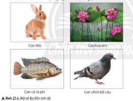 Giải Khoa học tự nhiên 6 sách Chân trời, bài 22: Phân loại thế giới sống
