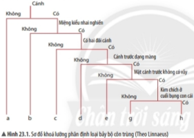 Giải Khoa học tự nhiên 6 sách Chân trời, bài 23: Thực hành xây dựng khóa lưỡng phân