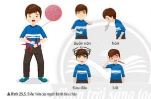 Giải Khoa học tự nhiên 6 sách Chân trời, bài 25: Vi khuẩn