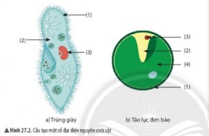 Giải Khoa học tự nhiên 6 sách Chân trời, bài 27: Nguyên sinh vật