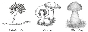 Giải Khoa học tự nhiên 6 sách Chân trời, bài 28: Nấm