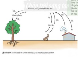 Giải Khoa học tự nhiên 6 sách Chân trời, bài 29: Thực vật