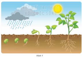 Giải Khoa học 4 sách Kết nối, bài 15: Thực vật cần gì để sống