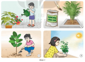 Giải Khoa học 4 sách Kết nối, bài 17: Chăm sóc cây trồng, vật nuôi