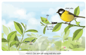 Giải Khoa học 4 sách Kết nối, bài 29: Chuỗi thức ăn trong tự nhiên