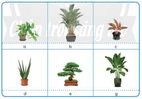Giải Công nghệ 4 sách Chân trời sáng tạo, bài 2: Vật liệu dụng cụ trồng hoa và cây cảnh trong chậu