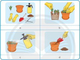 Giải Công nghệ 4 sách Chân trời sáng tạo, bài 4: Trồng cây cảnh trong chậu