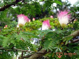 Tả cây me tây