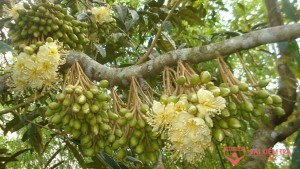 Tả cây sầu riêng