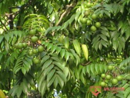 Tả cây sấu