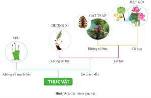 Giải Khoa học tự nhiên 6 sách Cánh diều, bài 19: Đa dạng thực vật
