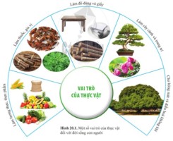 Giải Khoa học tự nhiên 6 sách Cánh diều, bài 20: Vai trò của thực vật trong đời sống và trong tự nhiên