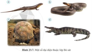Giải Khoa học tự nhiên 6 sách Cánh diều, bài 23: Đa dạng động vật có xương sống