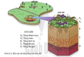 Giải Địa lí 6 sách Cánh diều, bài 21: Lớp đất trên Trái Đất