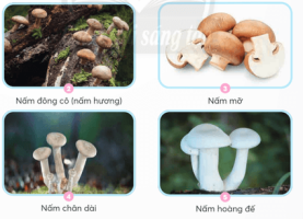 Giải Khoa học 4 sách Chân trời, bài 20: Nấm ăn và nấm men trong đời sống
