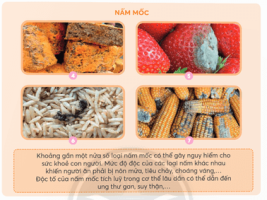 Giải Khoa học 4 sách Chân trời, bài 21: Nấm có hại và cách bảo quản thực phẩm
